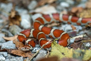 Isaks best find of the day a milk snake..