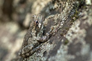 Grey Treefrog