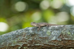 Eastern Fence Lizard