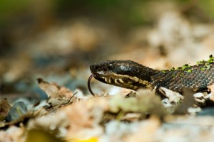 Cottonmouth