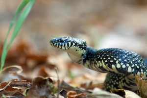 Speckled Kingsnake. 