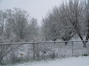 Apple Trees in Snow
