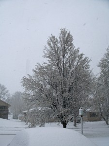 Ornamental Pear