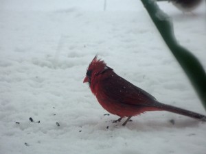 Male Cardinal