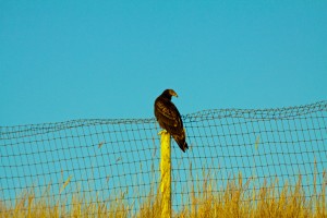 IMG_4657